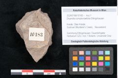 Foto (Objekt + Etikett) von Dryandra comptoniaefolia Ettingshausen (NHMW-GEO-2024-0188-10183)